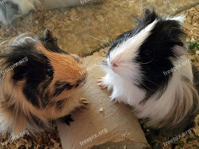 Guinea Pig Animal Rodent Free Photos