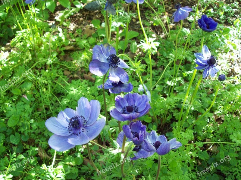 Anemone Flower Purple Blue Flora