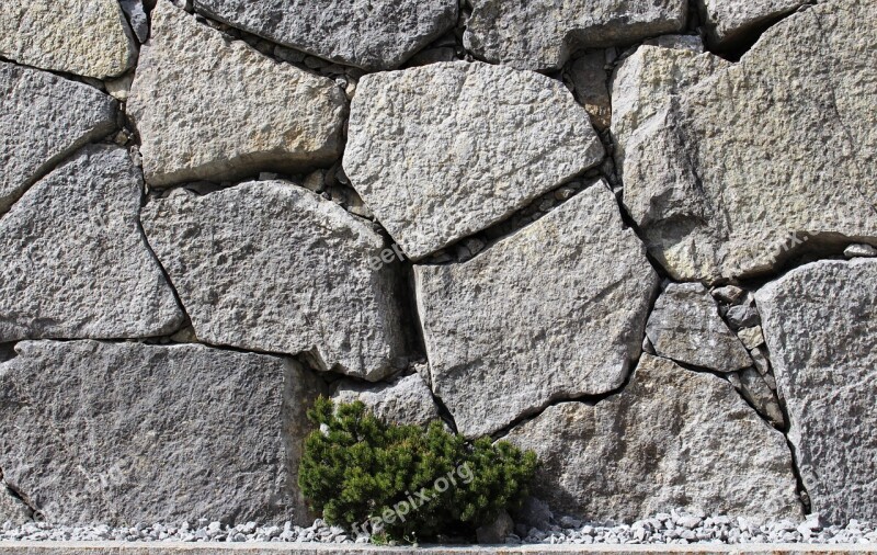 Wall Stones Fouling Plant Green