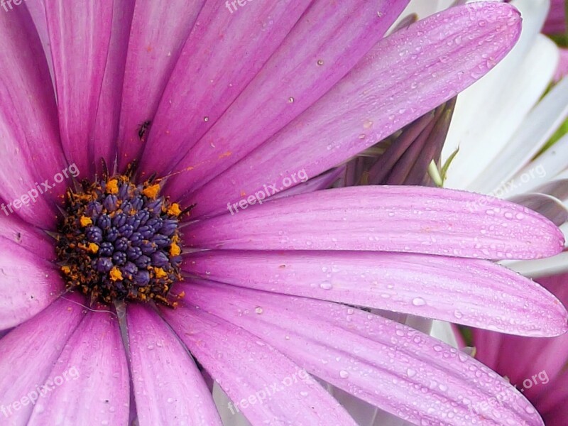 Dimorphotheca Jucunda Osteospermum Barberae Osteospermum African Daisy Wild