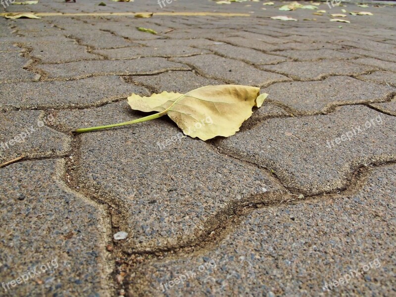 Paving Pavement Leaf Autumn Foliage