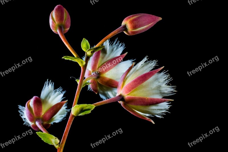 Blossom Blossom Bloom White Flowering Twig