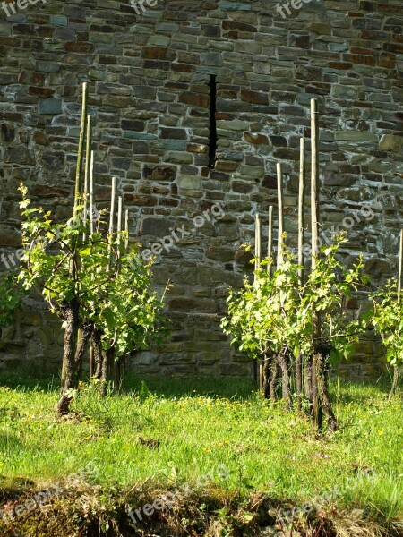 Vines Wine Vines Stock Winegrowing City Blankenberg