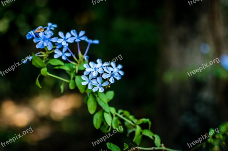 Forget-me-not Flowers Nature Blue Beautiful