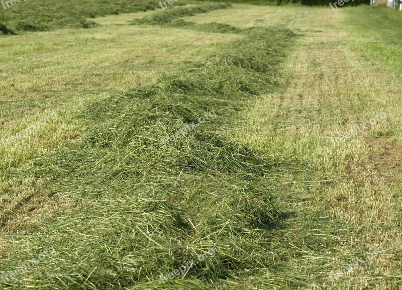 Hay Rows Together Meet Grass Forage Luftrocknung