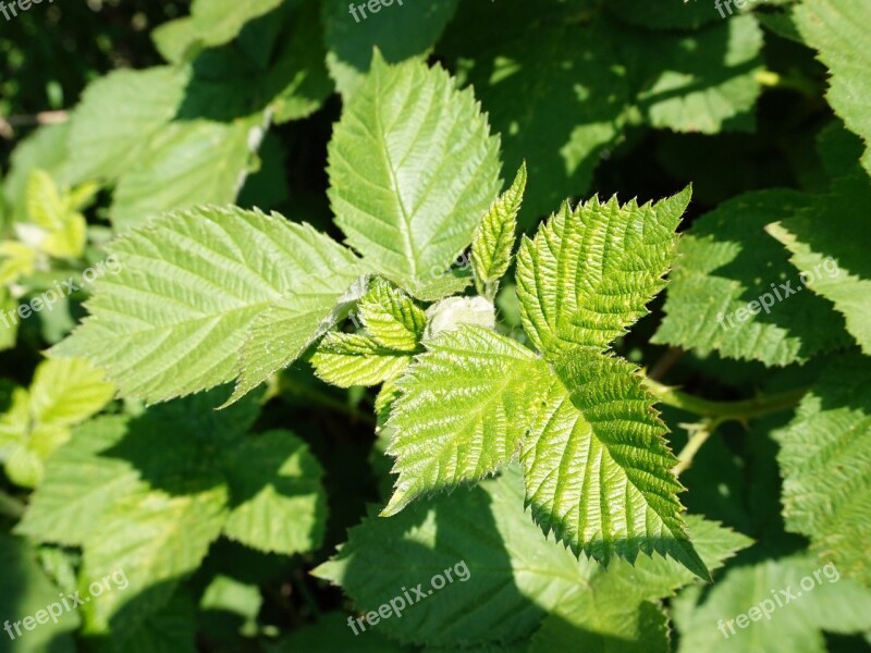 Spring Blackberries Leaves Free Photos