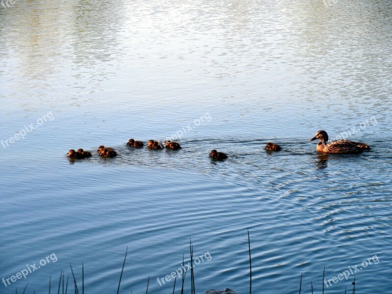 Duck Family Chicks Duck Mother Duck Ducks