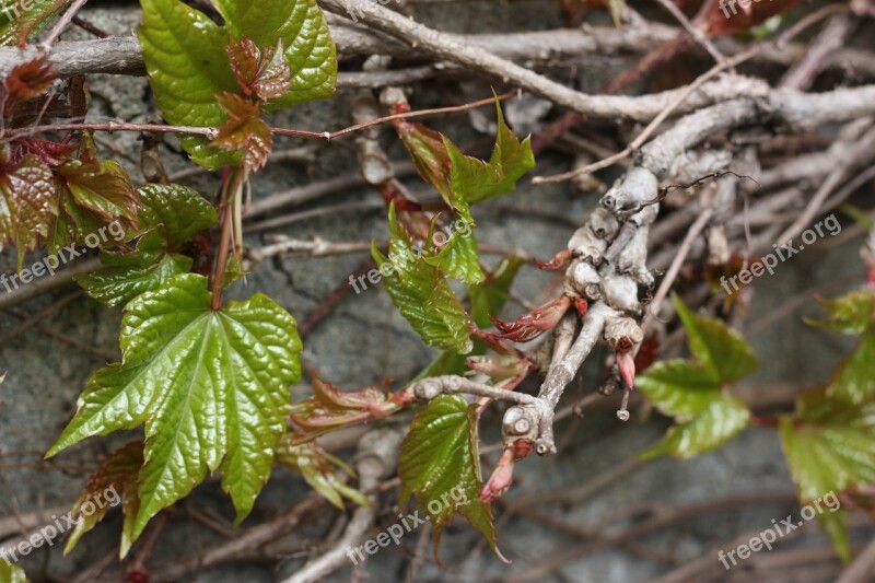 Vine Leaves Climber Plant Branch Twig