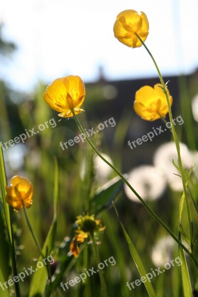 Buttercup Dandelion Yellow Petals Yellow Flower