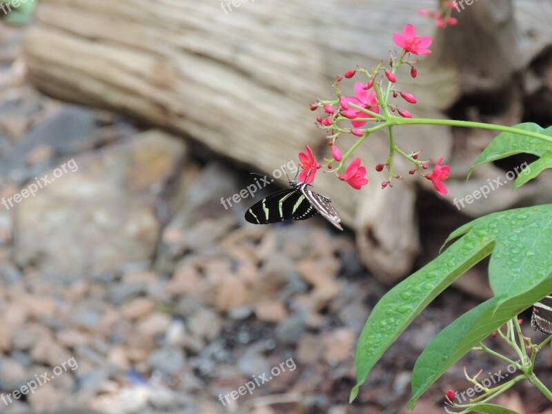 Butterfly Insect Animal Outdoors Wild