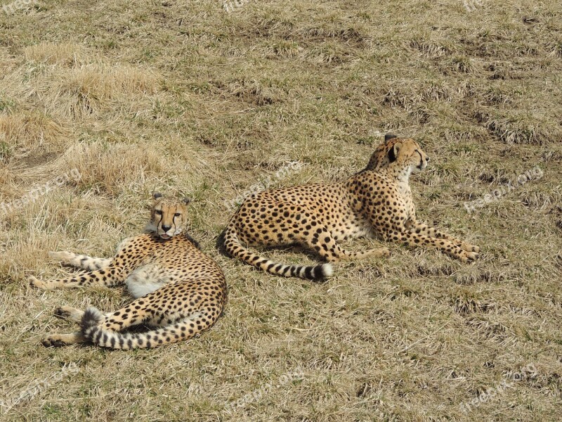 Cheetah Animals Safari Outdoors Wild