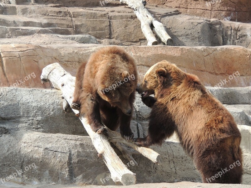 Alaskan Brown Bear Brown Bear Bear Zoo Animal