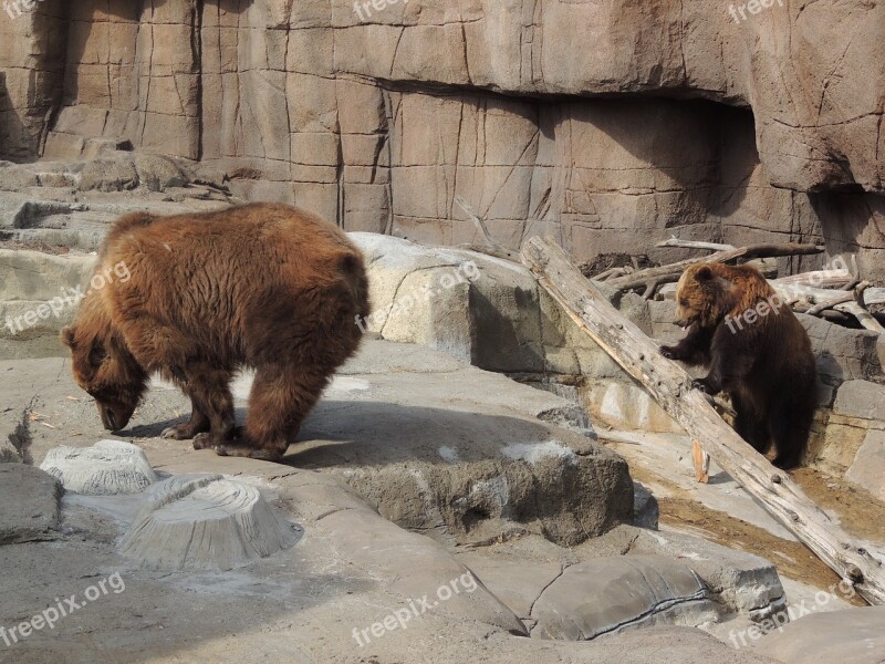 Alaskan Brown Bear Brown Bear Bear Zoo Animal