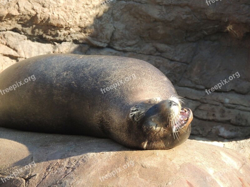 Sea ​​lion Zoo Animal Aquatic Wildlife