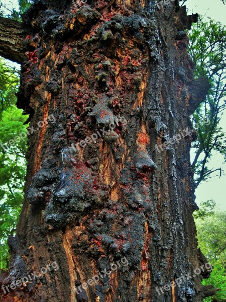 Silver Oak Tree Oak Trunk Resin