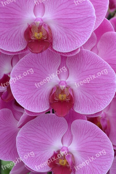 Orchids Flower Pink Plant Free Photos