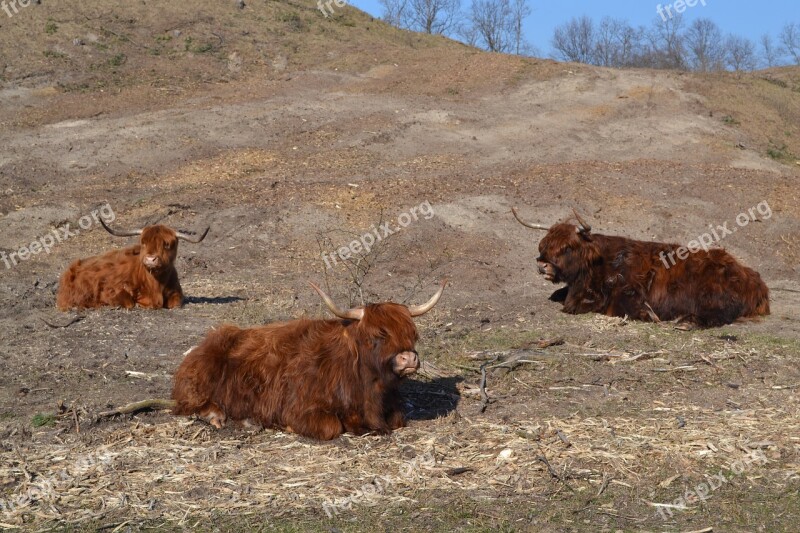 Scottish Highland Cow Highland Cattle Kyloe Cows Free Photos