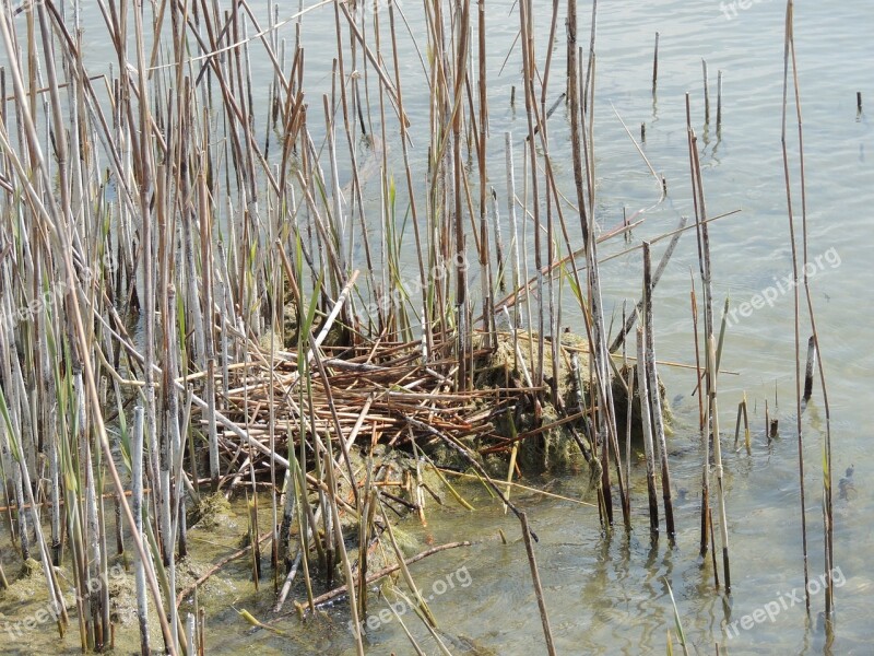 Nest Great Crested Grebe Reed Hidden Water