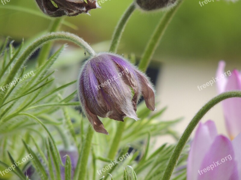 Pasque Flower Alpine Pasqueflower Macro Pasqueflower Hairy