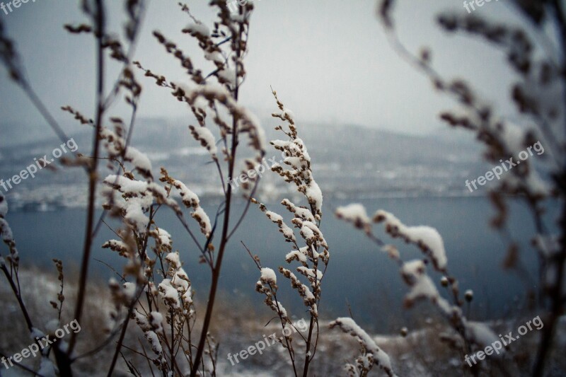 Plants Wind Snow River Evening