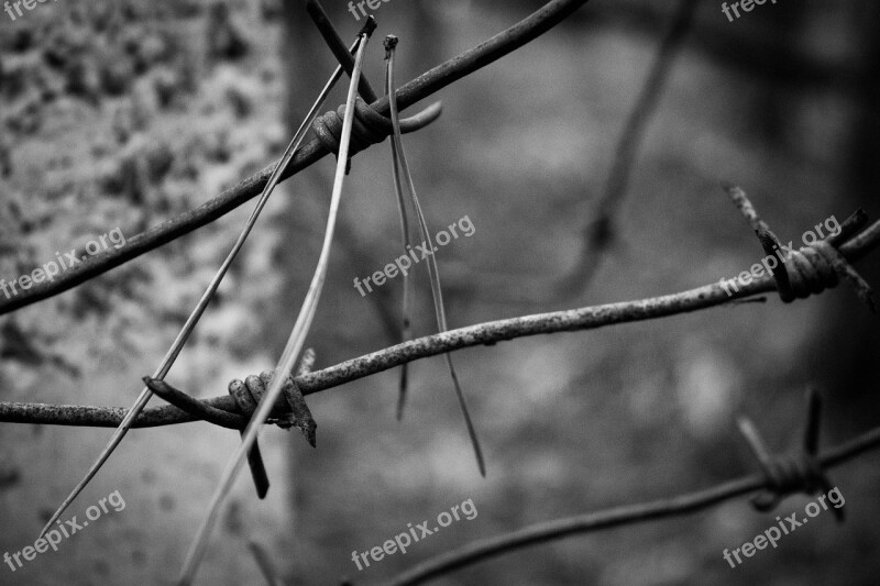 Wire Prison Autumn Free Photos