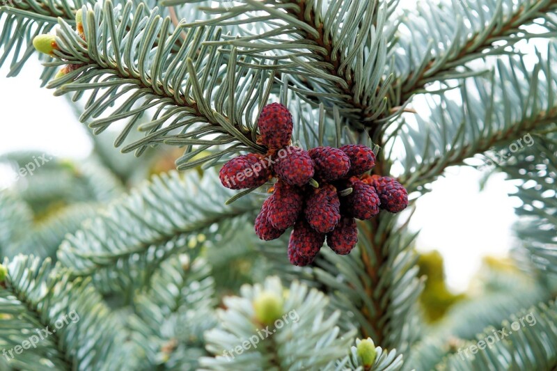 Pine Cones Fir Tree Tannenzweig Needles Branches