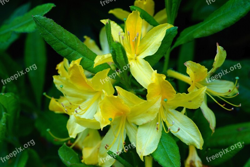 Rhododendrons Bush Flowers Yellow Tender