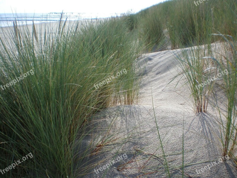 Dune Grass Beach Bank Dunes Baltic Sea