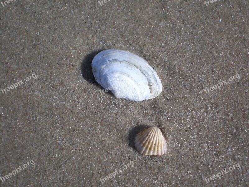 Mussels Baltic Sea Sea Animals Sand Beach Beach