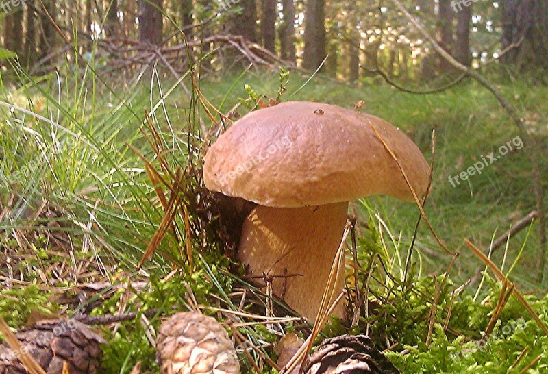 Cep Mushroom Moss Autumn Forest