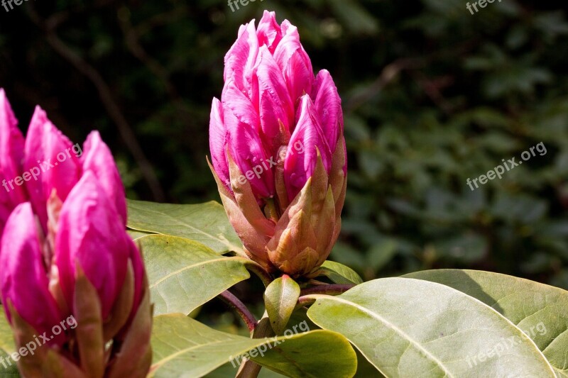 Rhododendron Traub Notes Doldentraub Inflorescences Genus