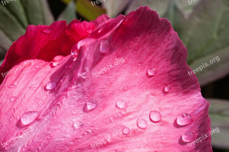 Peony Flower Nature Flora Spring