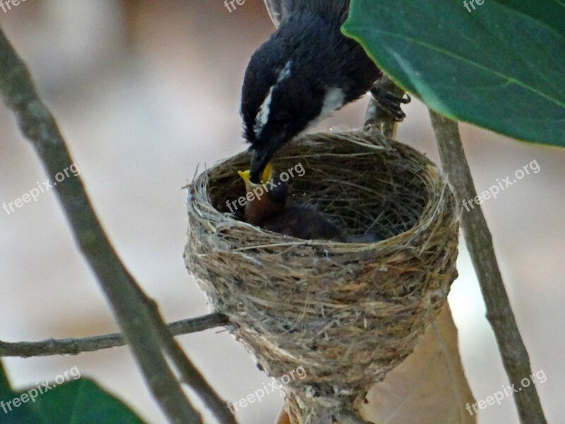 Feeding Nest Chicks Hatched White-throated Fantail Flycatcher