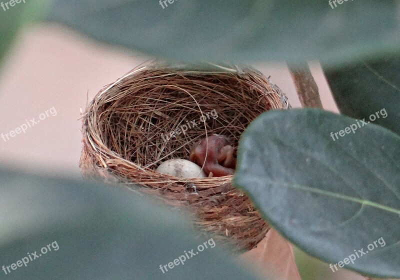 Nest Chick Hatched Egg White-throated Fantail Flycatcher