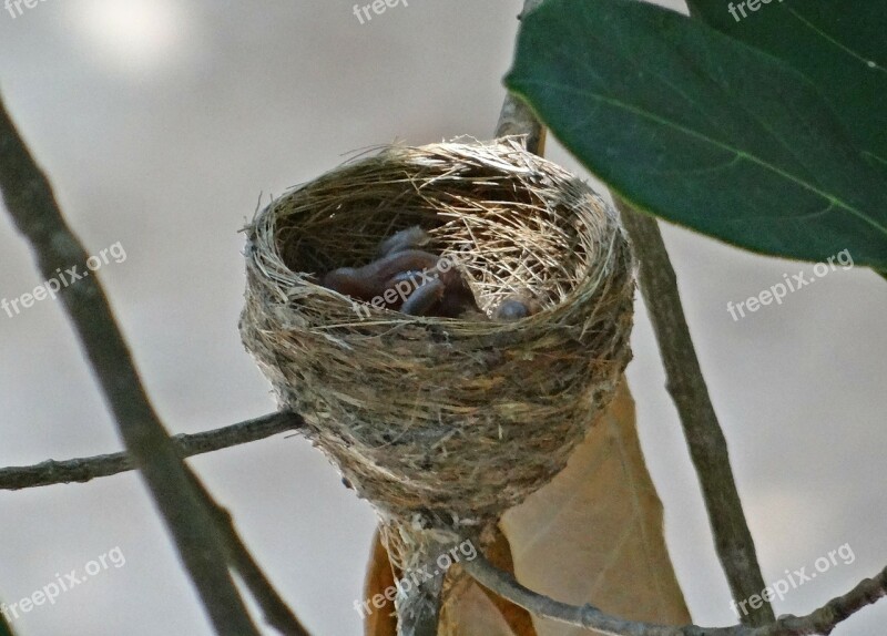 Nest Chicks Hatched White-throated Fantail Flycatcher Bird