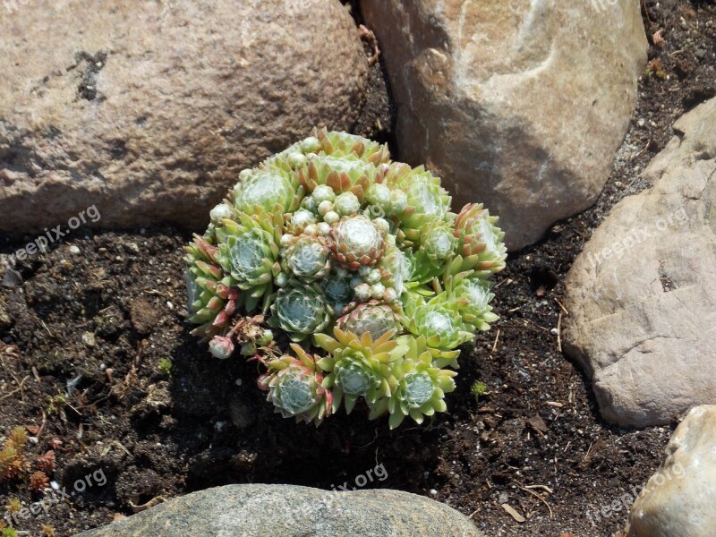 Stone Garden Spring Nature Free Photos