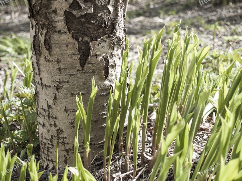 Birch Tree Spring Flowers Flower