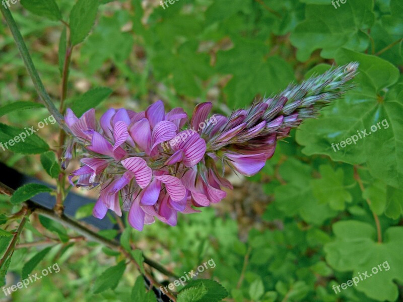 Flowers Nature Macro Spring Flower