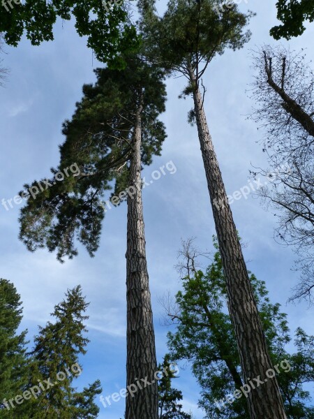 Trees Nature Grand Top Slender