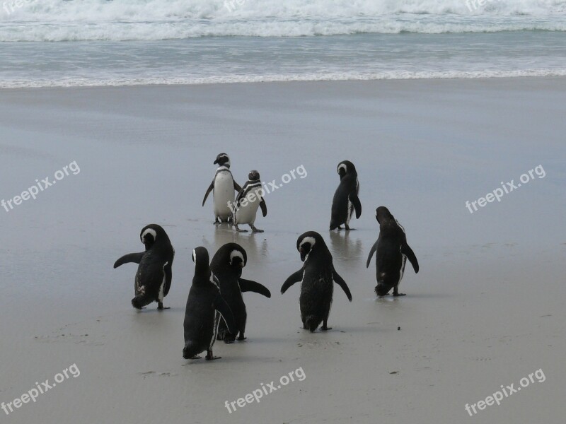 Penguins Antarctica Southern Ocean Beach Free Photos