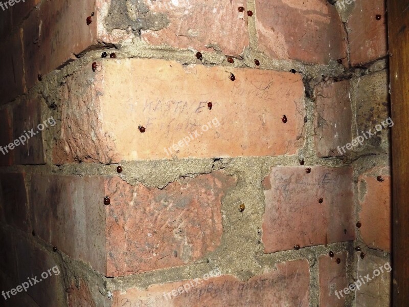 Bricks Wall Corner Beetle Insect Infestation