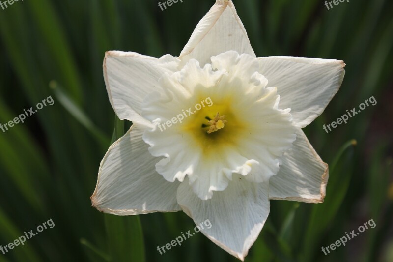 Daffodil Narcissus Jonquil Flower Nature