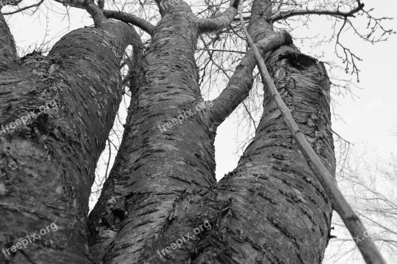 Tree Dead Winter Branches Twigs