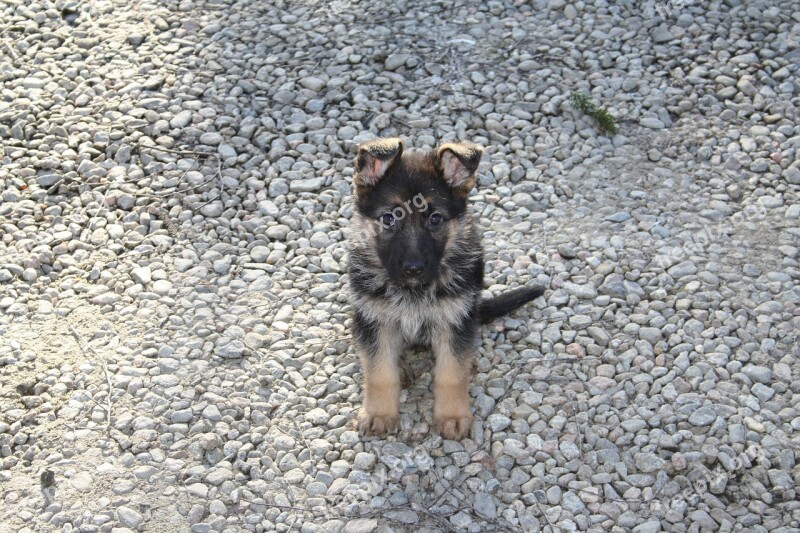 German Shepherd Dog Puppy Free Photos