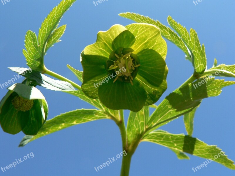 Hellebore Plant Leaves Green Shadow