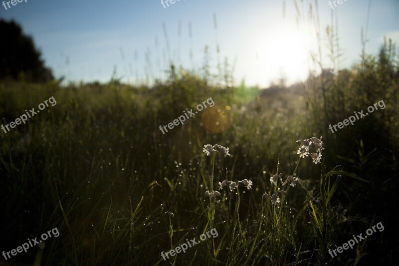 Nature Grass Field Summer Romance