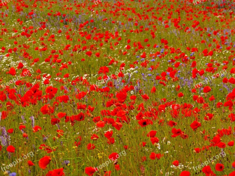 Klatschmohn Poppy Flower Meadow Flowers Cornflower