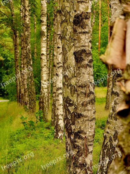 Birch Series Trees Forest Free Photos