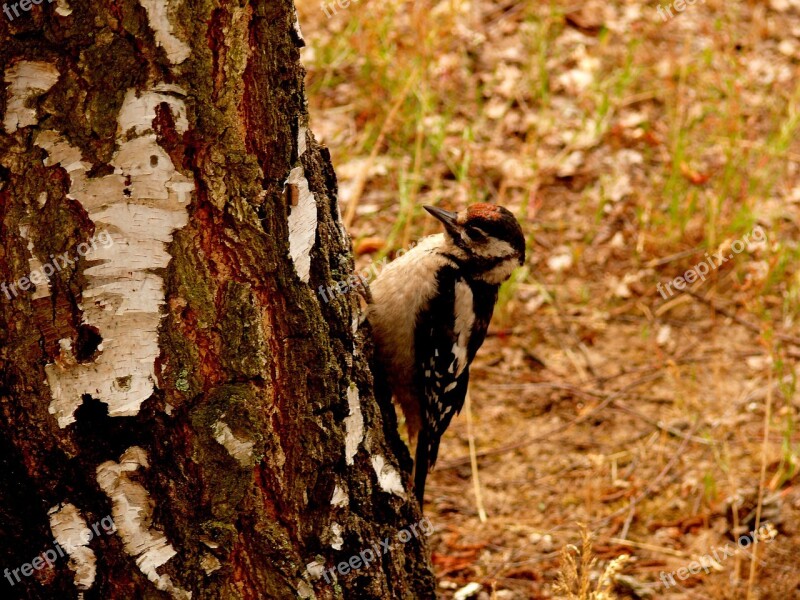 Great Spotted Woodpecker Woodpecker Bird Birch Free Photos