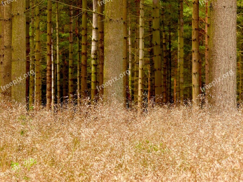 Forest Grass Tree Tribe Log